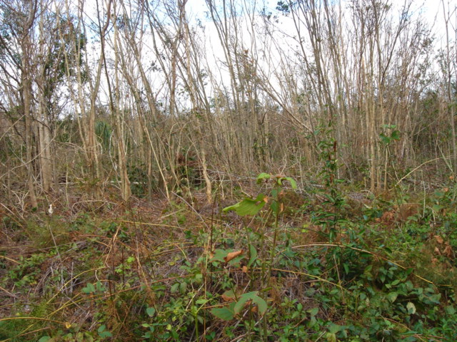 dsc00535.jpg
